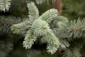 Picea pungens 'Koster' - 40-50 CM C5 - image 2