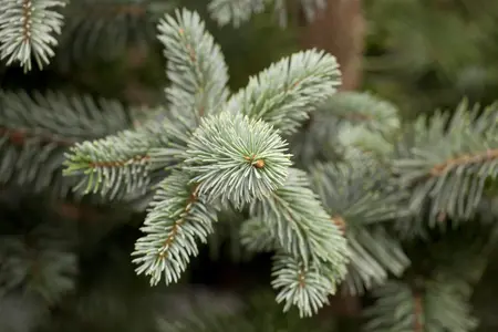 Picea pungens 'Koster' - P9