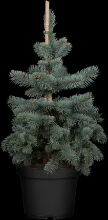 Picea pungens 'Koster' - 80-100 CM C25 - image 1