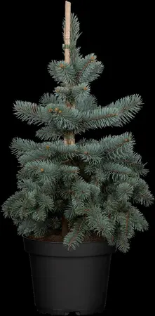 Picea pungens 'Koster' - 40-50 CM C5 - image 1