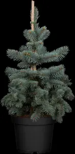 Picea pungens 'Koster'