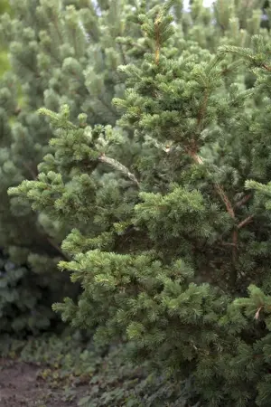 Picea pungens 'Lucky Strike' - 50-60 CM C30 - image 3