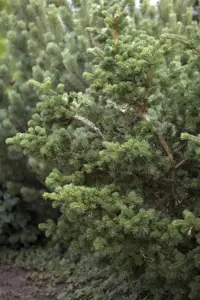 Picea pungens 'Lucky Strike' - 60 CM BALL ROOTBALL         - image 3