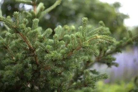 Picea pungens 'Lucky Strike' - 40-50 CM C15 - image 2