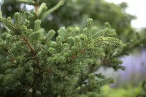 Picea pungens 'Lucky Strike' - 40-50 CM C15 - image 2