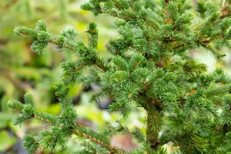 Picea pungens 'Lucky Strike' - 60 CM BALL ROOTBALL         - image 5