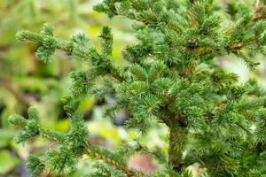 Picea pungens 'Lucky Strike' - 60 CM BALL ROOTBALL         - image 5