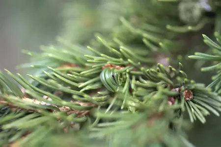Picea pungens 'Lucky Strike' - LIN. 12-15 CM - image 1