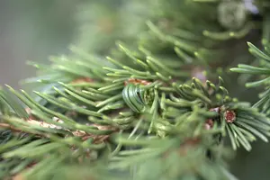Picea pungens 'Lucky Strike'