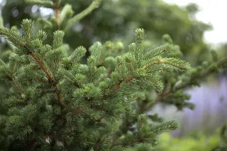 Picea pungens 'Lucky Strike' - 50-60 CM C10 - image 2