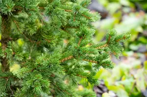Picea pungens 'Lucky Strike' - 40-50 CM C15 - image 4
