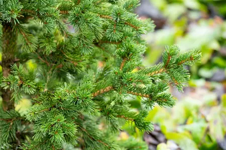 Picea pungens 'Lucky Strike' - 50-60 CM C10 - image 4