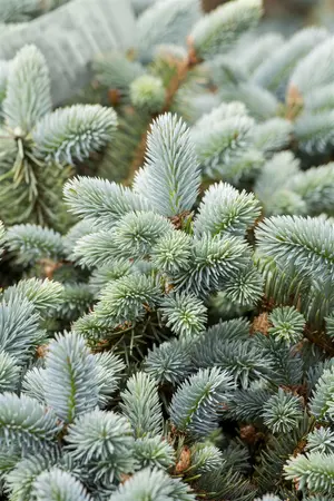 Picea pungens 'Majestic Blue' - 50-60 CM RB - image 3