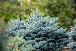 Picea pungens 'Majestic Blue' - 50-60 CM RB - image 4