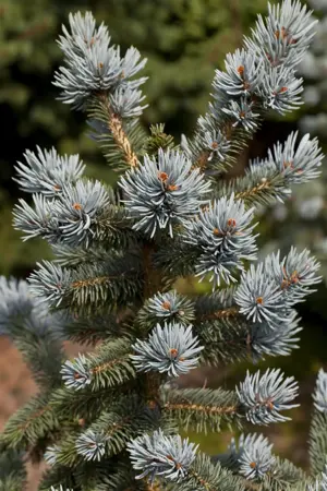 Picea pungens 'Oldenburg' - 30-40 CM C7.5 - image 1