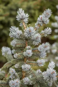Picea pungens 'Oldenburg' - 30-40 CM C7.5 - image 2
