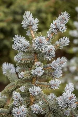 Picea pungens 'Oldenburg' - 175-200 CM C25 - image 2