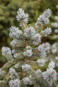 Picea pungens 'Oldenburg' - 175-200 CM C25 - image 2