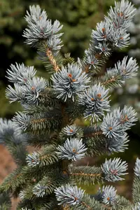 Picea pungens 'Oldenburg'