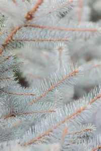 Picea pungens 'Super Blue' - P9 - image 3