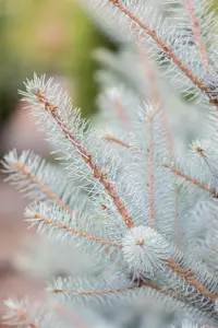 Picea pungens 'Super Blue' - P9 - image 5