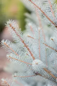 Picea pungens 'Super Blue' - 90-100 CM C15 - image 4