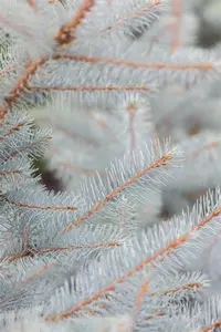 Picea pungens 'Super Blue' - 15-20 CM P9 - image 2