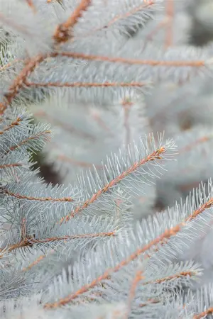 Picea pungens 'Super Blue' - SOLITAIR 125-150 CM RB - image 2