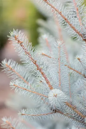 Picea pungens 'Super Blue' - SOLITAIR 125-150 CM RB - image 4