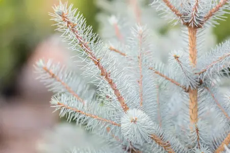 Picea pungens 'Super Blue' - P9 - image 4