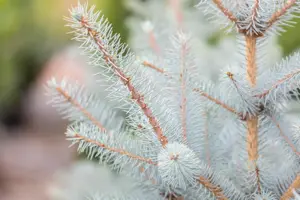 Picea pungens 'Super Blue' - 40-50 CM C7.5 - image 4