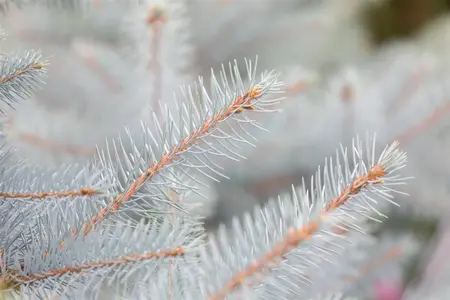 Picea pungens 'Super Blue' - 15-20 CM P9 - image 1