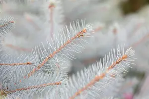 Picea pungens 'Super Blue' - SOLITAIR 125-150 CM RB - image 1