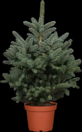 Picea pungens 'Super Blue' - P9 - image 1