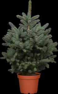 Picea pungens 'Super Blue' - 40-50 CM C7.5 - image 5