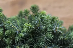 Picea pungens 'Waldbrunn' - 25-30 CM C5 - image 2