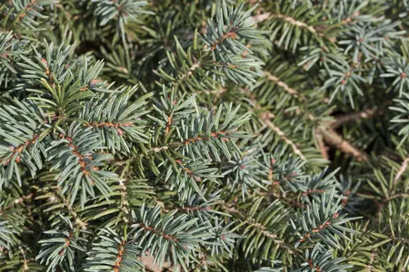 Picea pungens 'Waldbrunn' - 25-30 CM C5 - image 2