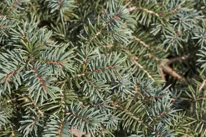 Picea pungens 'Waldbrunn' - 25-30 CM C5 - image 2