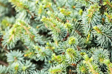 Picea sitchensis 'Nana' - 30-40 CM C15 - image 2