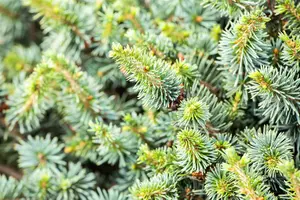 Picea sitchensis 'Nana' - 30-40 CM C15 - image 2