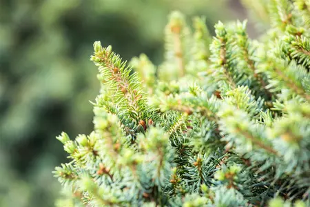 Picea sitchensis 'Nana' - 30-40 CM C15 - image 1