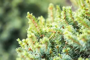 Picea sitchensis 'Nana' - 30-40 CM C15 - image 2