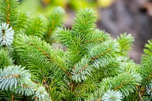 Picea sitchensis 'Silberzwerg' - 25-30 CM C7.5 - image 5