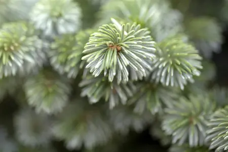 Picea sitchensis 'Silberzwerg' - 60 CM STEM 5L - image 1