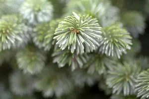 Picea sitchensis 'Silberzwerg'