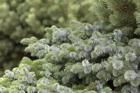 Picea sitchensis 'Silberzwerg' - 60 CM STEM 5L - image 2