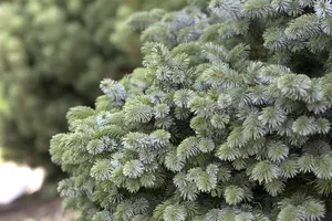 Picea sitchensis 'Silberzwerg' - 60 CM STEM 5L - image 3