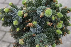 Picea sitchensis 'Silberzwerg' - 60 CM STEM 5L - image 4