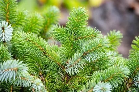 Picea sitchensis 'Silberzwerg' - 60 CM STEM 5L - image 5