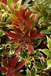 Pieris 'Flaming Silver' - 7.5 Ltr pot - image 1